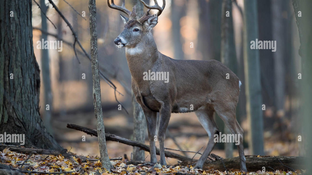 How to Hunt Pressured Deer: Advanced Whitetail Tactics