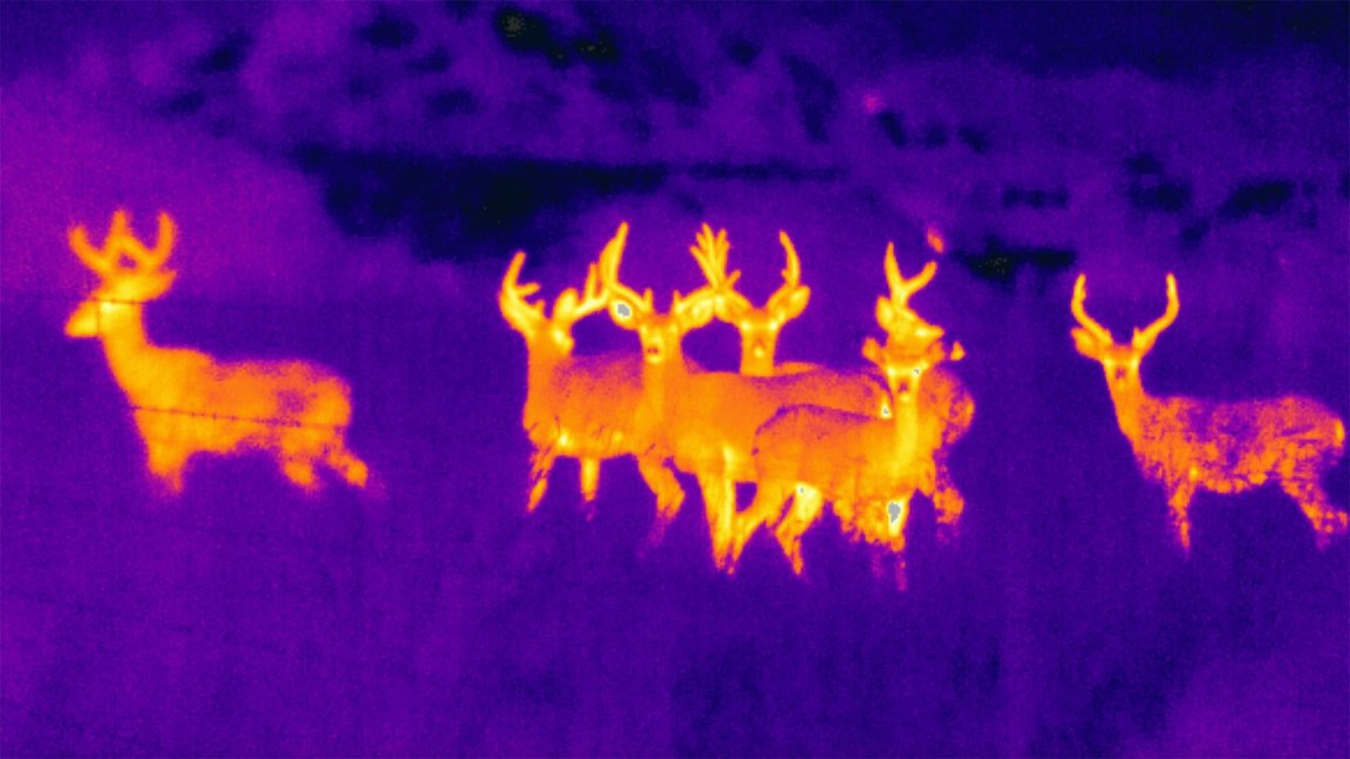 Best Thermal Imaging for Hunting 2026: See What Others Can't