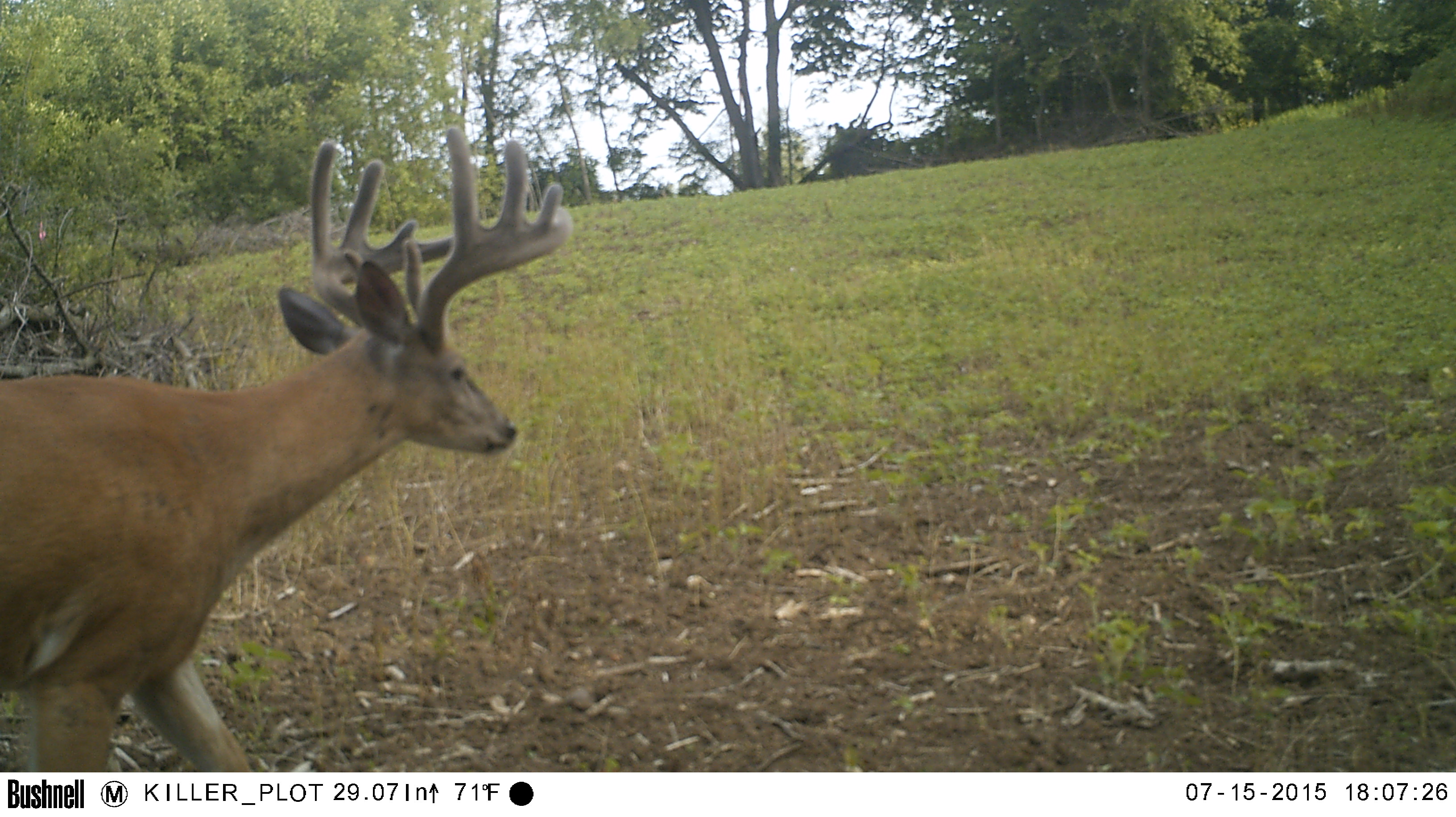 Summer Deer Scouting 2026: Trail Camera Strategies for Fall Success